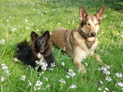 Schul- und Therapiebegleithunde